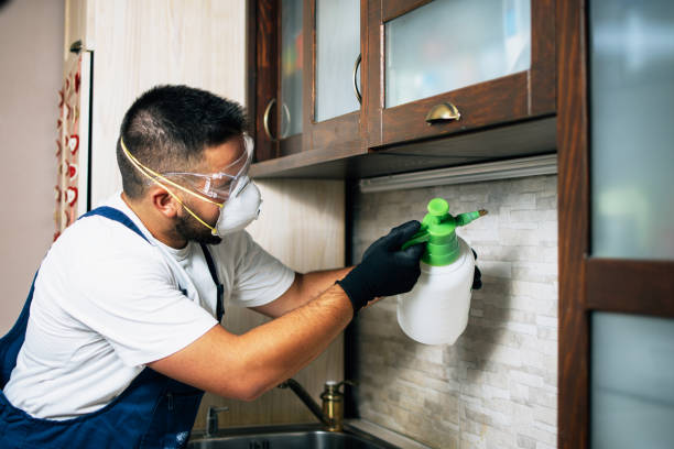 Best Wasp Removal Services  in Sorgho, KY