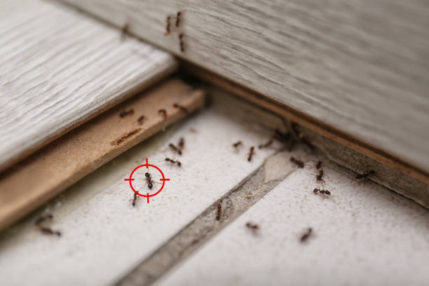 Best Affordable Pest Control Services  in Sorgho, KY