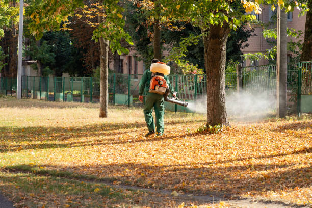 Best Termite Control Services  in Sorgho, KY