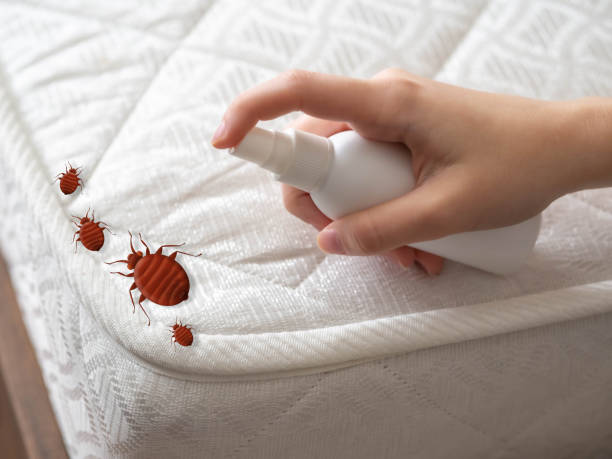 Best Mosquito Control Services  in Sorgho, KY